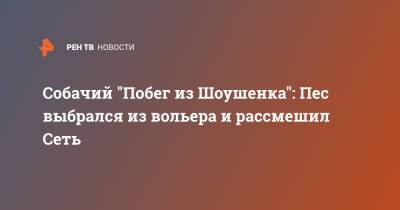 Собачий "Побег из Шоушенка": Пес выбрался из вольера и рассмешил Сеть - ren.tv