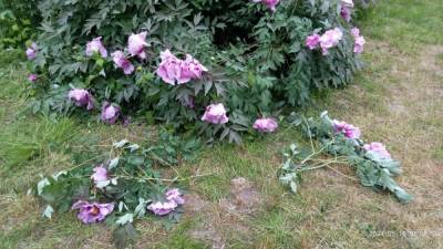 В первый день открытия посетители одесского ботсада уничтожили редкие цветы - 24tv.ua - Турция - Одесса - Новости Одессы