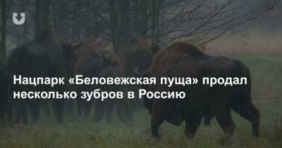 Нацпарк «Беловежская пуща» продал несколько зубров в Россию - news.tut.by - Костромская обл.