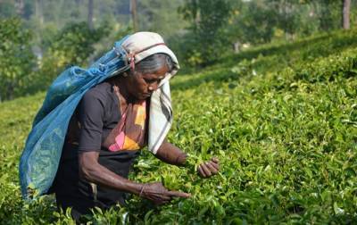 Эксперты считают, что цены на индийский чай могут вырасти - korrespondent.net - Индия
