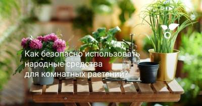 Как безопасно использовать народные средства для комнатных растений? - skuke.net