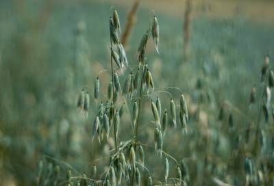 Фермер: Голозерный овес теряет свою привлекательность - agroportal.ua