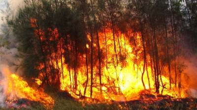 Более 53 гектаров леса горят в Югре - newinform.com - Югра - с. Всего