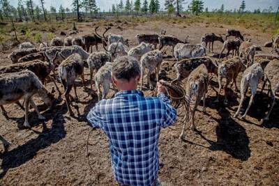 Власти готовы купить тундровикам новых оленей вместо разбежавшихся и погибших от голода - znak.com - район Ямальский