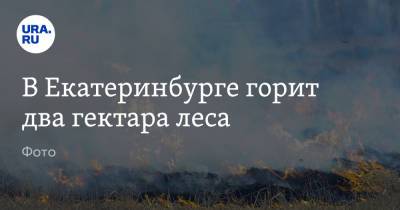 В Екатеринбурге горит два гектара леса. Фото - ura.news - Екатеринбург - Свердловская обл.