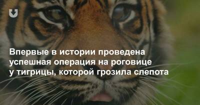 Впервые в истории проведена успешная операция на роговице у тигрицы, которой грозила слепота - news.tut.by