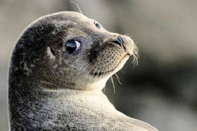 На берегу Каспия в Дагестане снова были обнаружены погибшие тюлени - argumenti.ru - респ. Дагестан