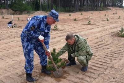 Более 100 сосновых саженцев высадили сотрудники идрицкой колонии - mk-pskov.ru - Псковская обл. - Псков