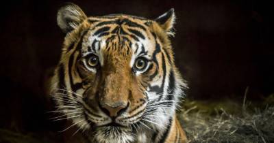 В Техасе поймали бенгальского тигра, который неделю бродил по городу - tsn.ua - Техас - Хьюстон