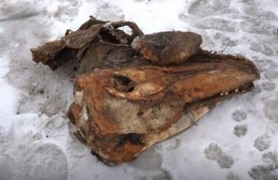 Житель Ямала, катаясь на снегоходе, нашел хорошо сохранившийся череп древнего хищника - znak.com - Ямал