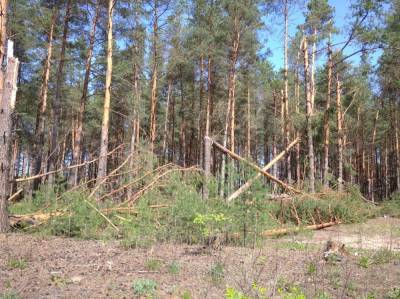 440 га леса в Нижегородской области пострадало из-за урагана 15 мая - vgoroden.ru - Нижегородская обл.