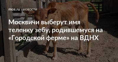 Москвичи выберут имя теленку зебу, родившемуся на «Городской ферме» на ВДНХ - mos.ru - Москва