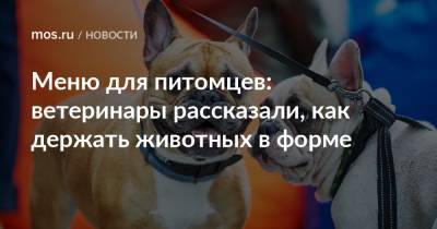Меню для питомцев: ветеринары рассказали, как держать животных в форме - mos.ru - Москва