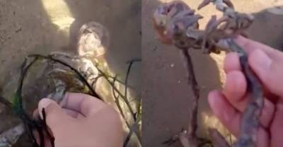 Парень нашёл на пляже "скелет русалки", который навёл зрителей на самые страшные мысли — видео - reendex.ru - Индонезия