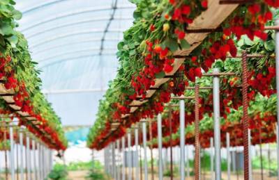 Инновационная система ротации клубники удваивает урожай - agroportal.ua - Англия - Япония - Испания - Канада - Португалия - Корея