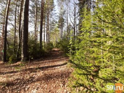 Пермякам запретили посещать лес - 59i.ru - Пермский край - Прикамье