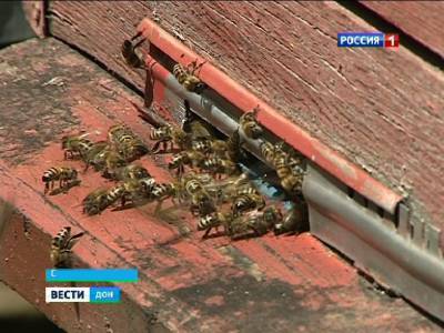 В Ростовской области массово гибнут пчелы - dontr.ru - Ростовская обл.