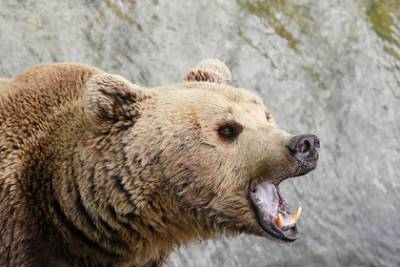 В России медведь убил мужчину и скрылся в неизвестном направлении - lenta.ru - район Вяземский - Хабаровский край - India