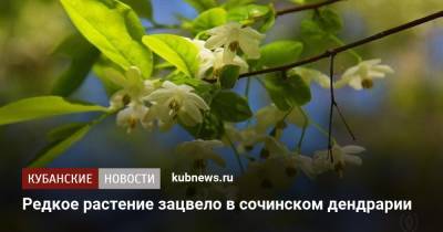 Редкое растение зацвело в сочинском дендрарии - kubnews.ru - Сочи - Краснодарский край