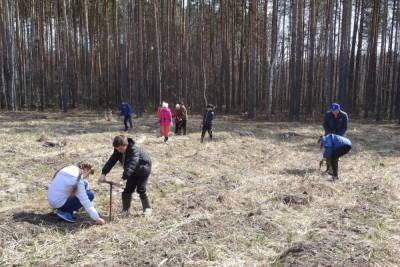 В Пичаевском районе высадили 80 гектаров молодого леса - tambov.mk.ru