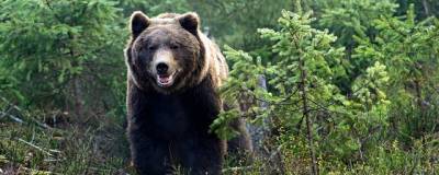 В Хабаровском крае раненый медведь напал на охотника - runews24.ru - район Вяземский - Хабаровский край