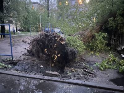 В Приморском районе дерево рухнуло на детскую площадку - abnews.ru - Санкт-Петербург - р-н Приморский