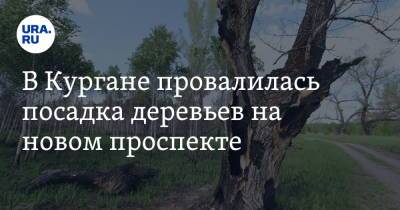 В Кургане провалилась посадка деревьев на новом проспекте. Фото - ura.news