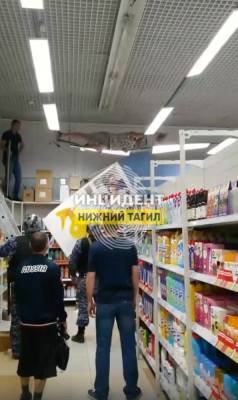 В Нижнем Тагиле посетитель разгромил магазин, бегая по его потолку и стеллажам - znak.com - Нижний Тагил