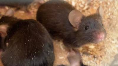 Более сотни лабораторных мышей и крыс проверили в Пулково - piter.tv - Московская обл. - Киргизия