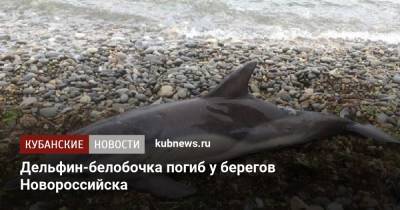 Дельфин-белобочка погиб у берегов Новороссийска - kubnews.ru - Краснодарский край - Новороссийск