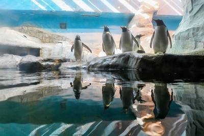 Шесть пингвинов Гумбольдта перебрались из Москвы в македонский зоопарк - vm.ru - Москва - Македония - Северная Македония