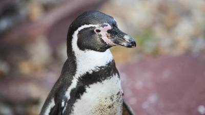Шесть пингвинов из Московского зоопарка отправлены в Северную Македонию - iz.ru - Израиль - Македония - Скопье - Северная