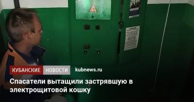 Спасатели вытащили застрявшую в электрощитовой кошку - kubnews.ru - Краснодарский край