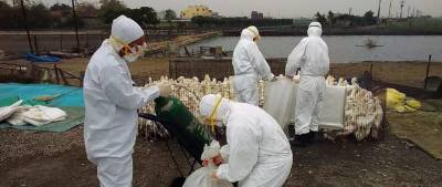 В двух областях Китая выявили очаги птичьего гриппа H5N8 - runews24.ru
