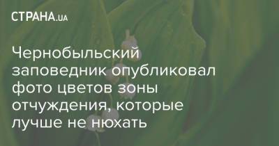 Чернобыльский заповедник опубликовал фото цветов зоны отчуждения, которые лучше не нюхать - strana.ua