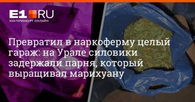 Превратил в наркоферму целый гараж: на Урале силовики задержали парня, который выращивал марихуану - e1.ru - Екатеринбург
