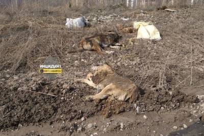 Убитых собак разбросали вдоль дороги неизвестные под Новосибирском - novos.mk.ru - Новосибирск