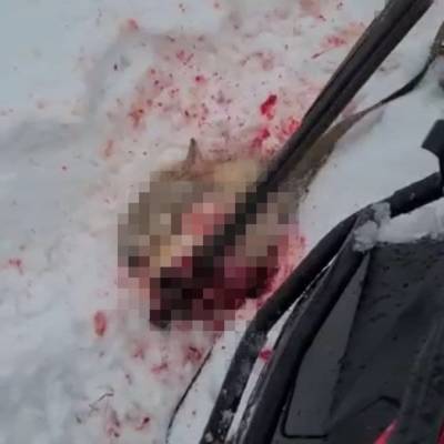 Росгвардия: курганский депутат, жестоко убивший волка, имел разрешение на оружие - znak.com - Курганская обл.