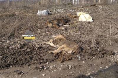 Трупы собак разбросаны вдоль дороги под Новосибирском - tayga.info - Новосибирск