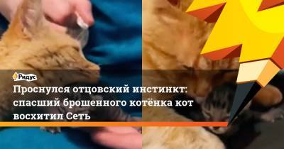 Проснулся отцовский инстинкт: спасший брошенного котёнка кот восхитил Сеть - ridus.ru