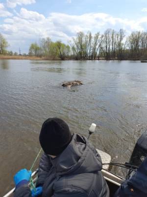 В водах Большого Черемшана нашли погибшего лося - ulpravda.ru - Ульяновская