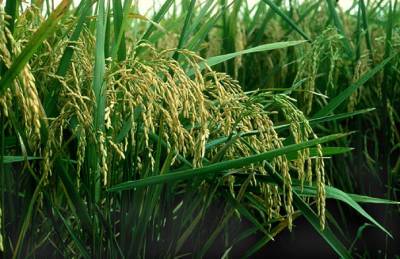 Отечественные рисоводы начинают переориентироваться на экспорт - agroportal.ua - Турция