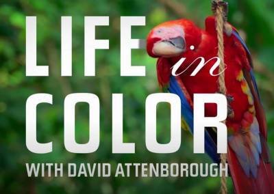 Дэвид Аттенборо - Рецензия на документальный сериал Life In Colour with David Attenborough / «Жизнь в цвете с Дэвидом Аттенборо» - itc.ua