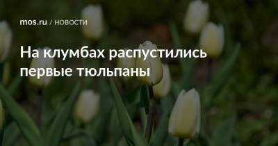 Петр Бирюков - На клумбах распустились первые тюльпаны - mos.ru - Москва