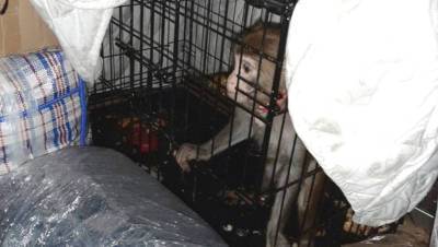 Полиция нашла в автобусе Москва-Махачкала обезьяну в клетке - gazeta.ru - Москва - Махачкала - Волгоградская обл.