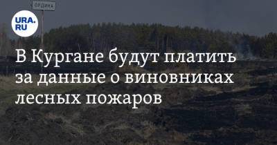 В Кургане будут платить за данные о виновниках лесных пожаров - ura.news - Курганская обл.