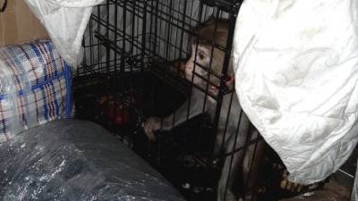 В автобусе под Волгоградом полицейские нашли обезьяну в клетке - reendex.ru - Москва - Махачкала - респ. Дагестан - Волгоград - Волгоградская обл.