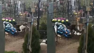 Олег Никитин - Собаки пытались выкопать покойника на кладбище в Балакове - nation-news.ru
