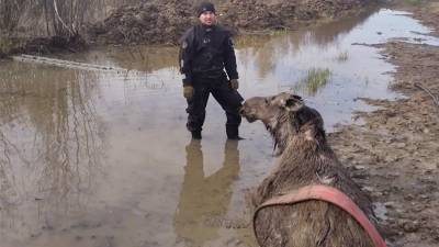 Сотрудники новгородского МЧС спасли тонущего лося - iz.ru - Израиль - Новгородская обл. - Великий Новгород