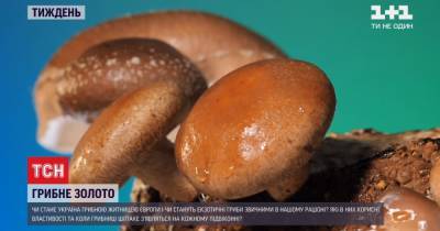 Шиитаке, шимеджи, Эринг и рейши: где выращивают в Украине экзотические грибы и можно ли на них разбогатеть - tsn.ua - Украина - Япония - Корея - Ужгород